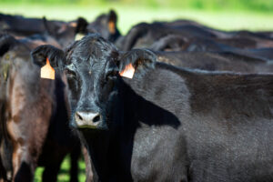 Black Angus cows