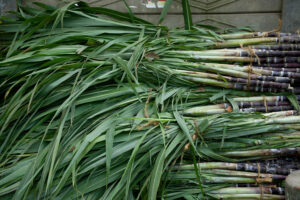 sugarcane