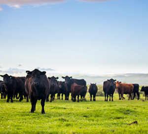 Cattle on Open Range