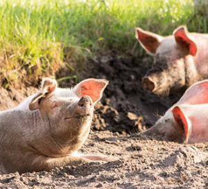 hogs in muddy field