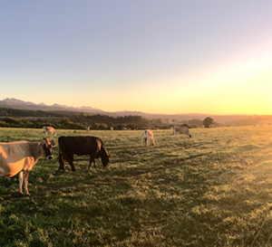 grazing cattle