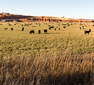 Grazing Cows