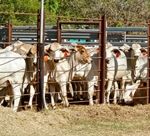 Fenced-in Cattle