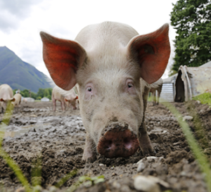 hog close up
