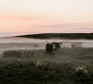 Livestock in Misty Field