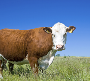 Brown and White Cow