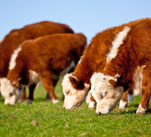 Grazing Cattle