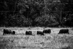 Cows in Black & White