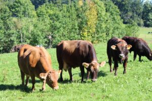 grazing cows