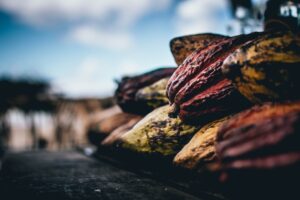 cocoa pods side view