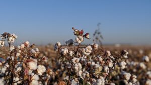 Cotton Field