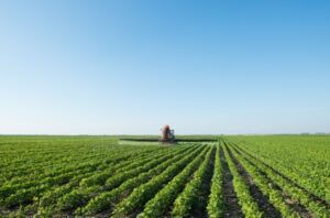 soybean crops