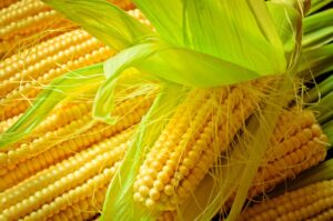 Corn in silks