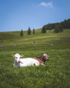 sitting cattle in field