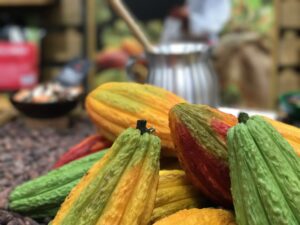 colorful cocoa pods