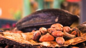 cacao pod