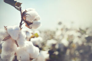 cotton field w close up