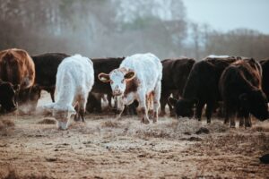 Grazing Cattle