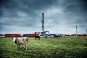 cows with an oil rig