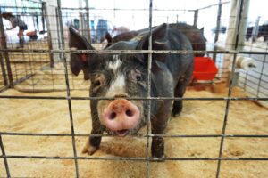 black and white pig