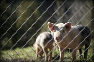 piglets behind fencing