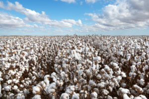 cotton field