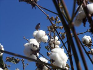 cotton w blue sky