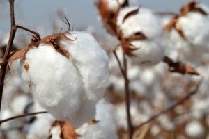 cotton pods up close