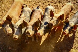 pigs on a farm