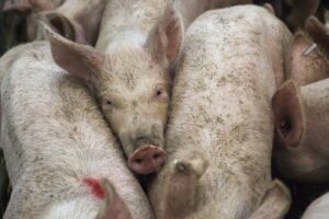 cluster of farm pigs