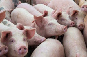 group of pigs in farm yard