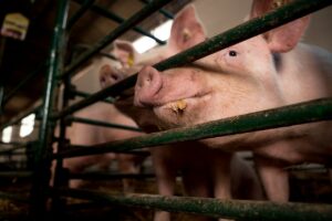 pigs eating in pens