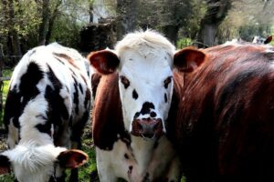 herd of cattle