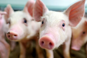 piglets up close