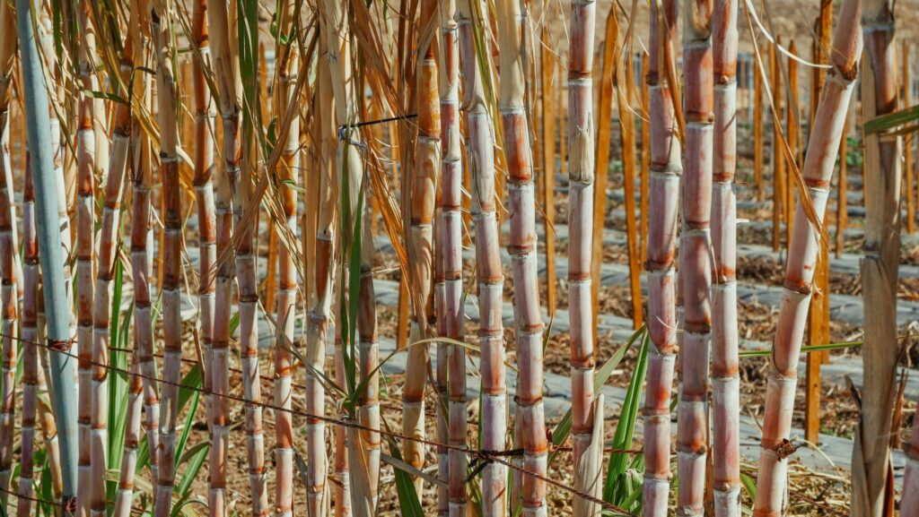 sugar cane