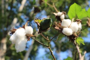 cotton