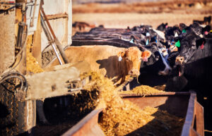 Cattle at feeding troughs