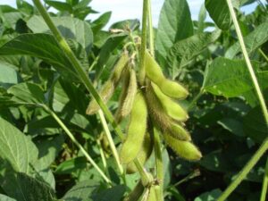 Soybean pod bunch
