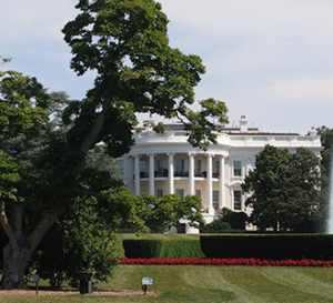 white house with tree