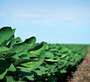 Soybean crops