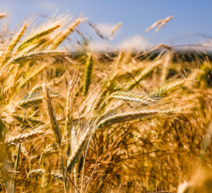 windy wheat crops