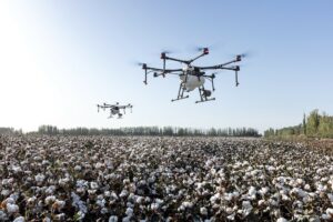 Drones over cotton field