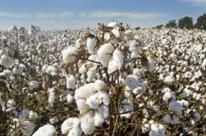 cotton fields