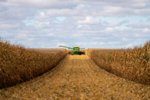 combine harvesting corn
