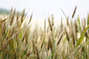 wheat field