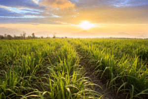 sugarcane fields