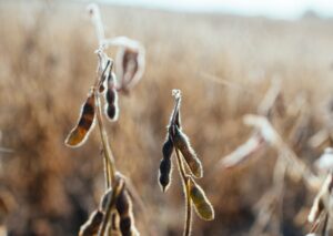 Soybean pods