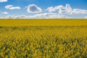 Canola crops