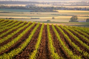 crop field rows