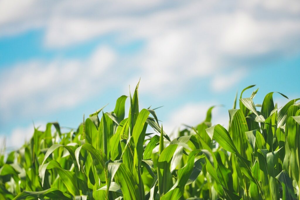corn field closeup